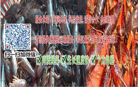 龙虾养殖地批发_养龙虾养殖基地_养殖小龙虾基地