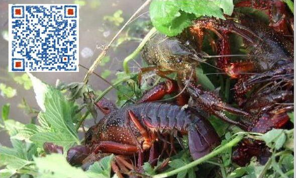 养殖小龙虾基地_龙虾养殖地批发_养龙虾养殖基地