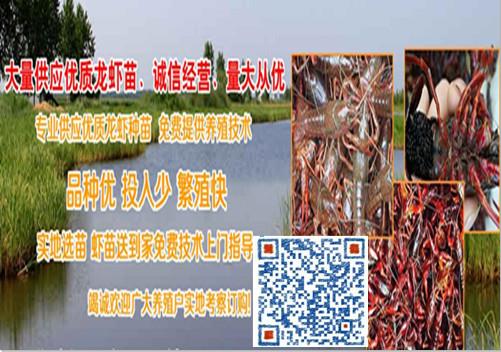 龙虾养殖地批发_养殖小龙虾基地_养龙虾养殖基地