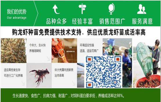 养殖小龙虾基地_龙虾养殖地批发_养龙虾养殖基地