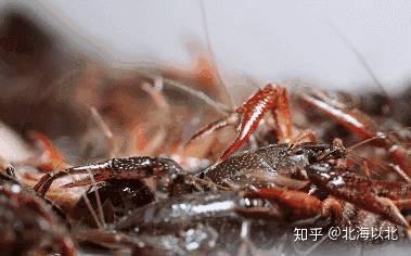 云南小龙虾价格查询_云南小龙虾价格_云南小龙虾基地