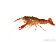 （蒙古记忆）小龙虾——野外自然环境下的美食
