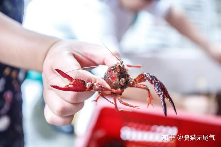 上海有龙虾的自助餐_上海小龙虾自助餐_上海龙虾自助