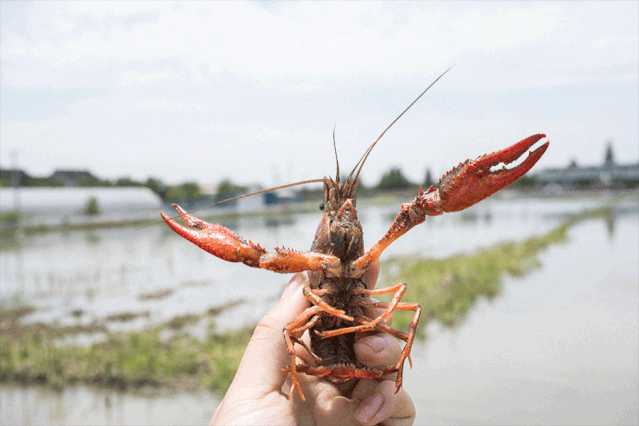 上海小龙虾自助餐_上海有龙虾的自助餐_上海龙虾自助