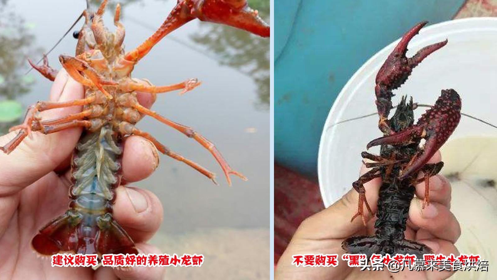 小龙虾的寿命_小龙虾寿命无限_龙虾寿命无限