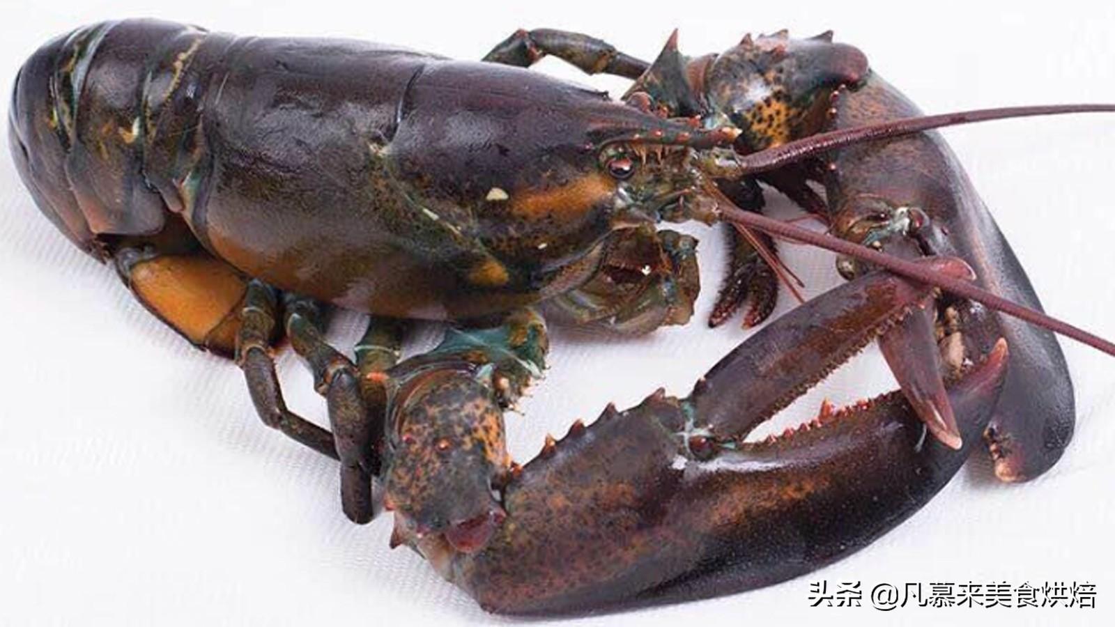龙虾寿命无限_小龙虾寿命无限_小龙虾的寿命