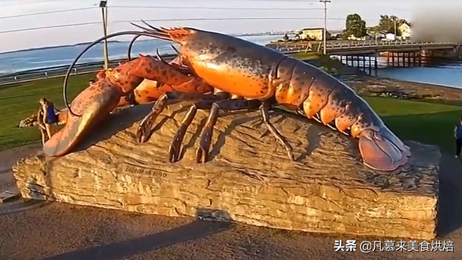 小龙虾寿命无限_小龙虾的寿命_龙虾寿命无限