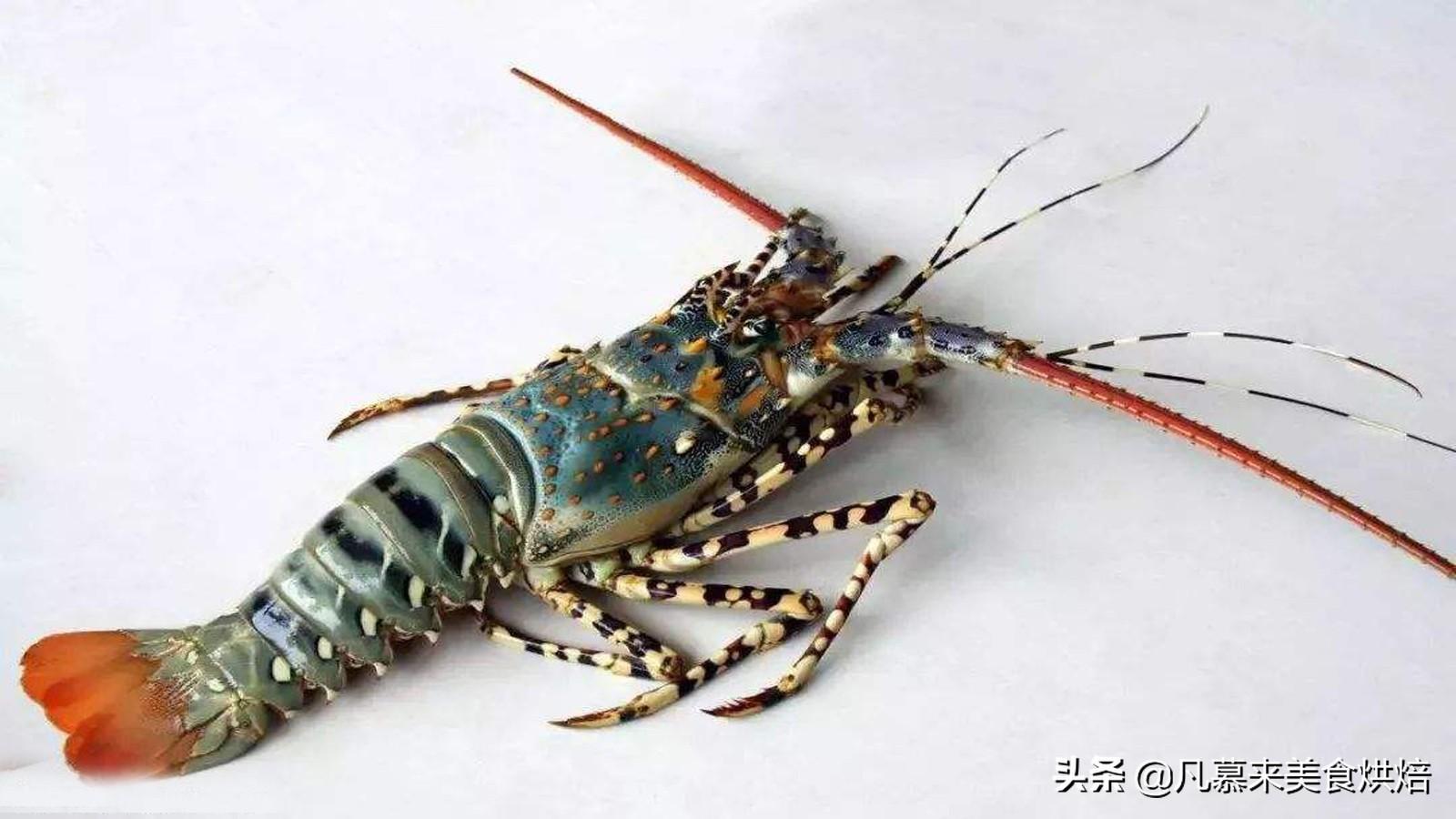 小龙虾的寿命_小龙虾寿命无限_龙虾寿命无限