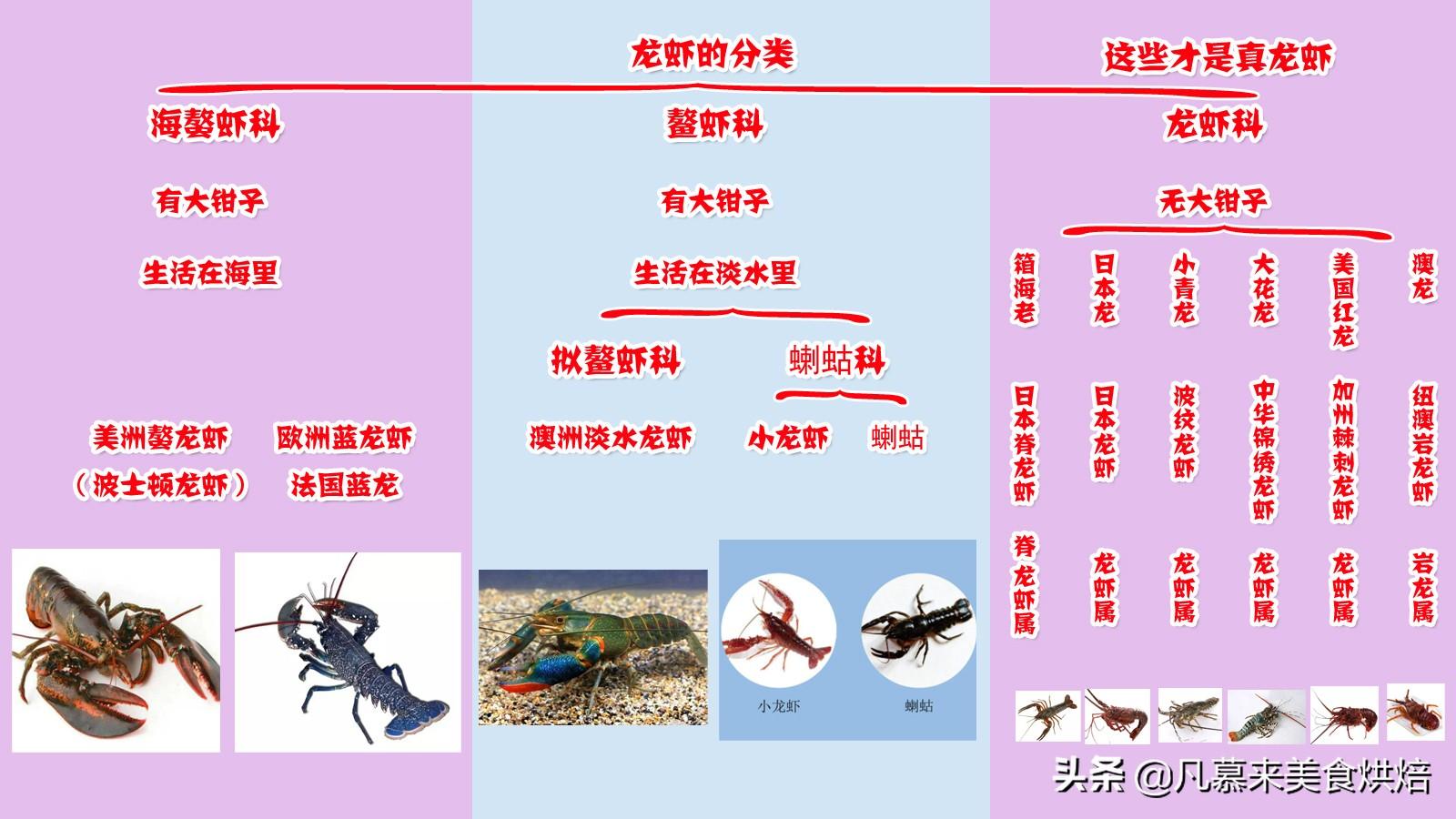 小龙虾寿命无限_龙虾寿命无限_小龙虾的寿命