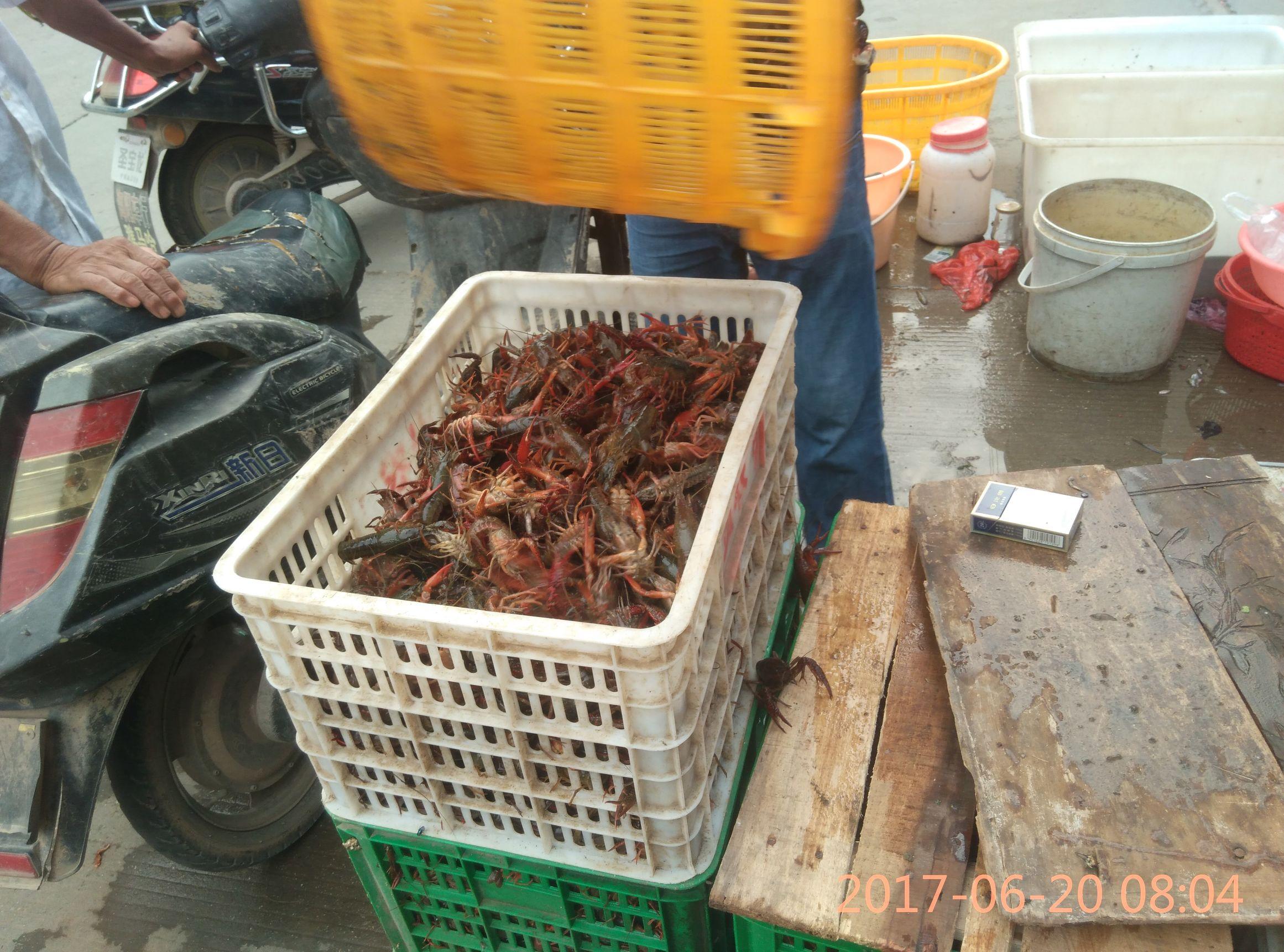 怎么当小龙虾贩子_龙虾贩子赚钱吗_龙虾贩子怎么做生意的