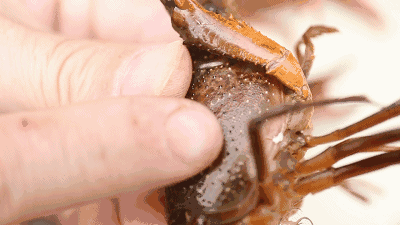 小龙虾青虾和红虾图片_龙虾图片素材_龙虾图片下载