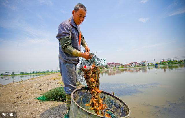 龙虾图片下载_小龙虾青虾和红虾图片_龙虾图片素材