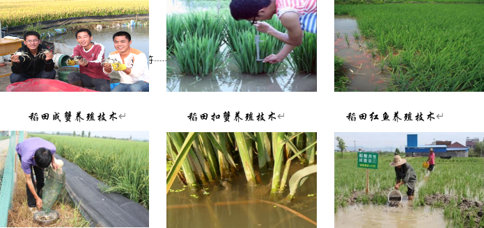 小龙虾水稻混养模式_稻田青虾小龙虾混养技术_龙虾水稻共养技术