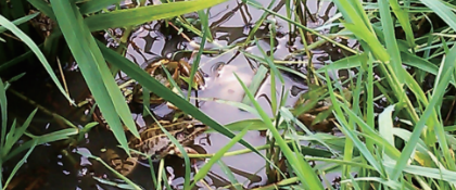 稻田青虾小龙虾混养技术_龙虾水稻共养技术_小龙虾水稻混养模式