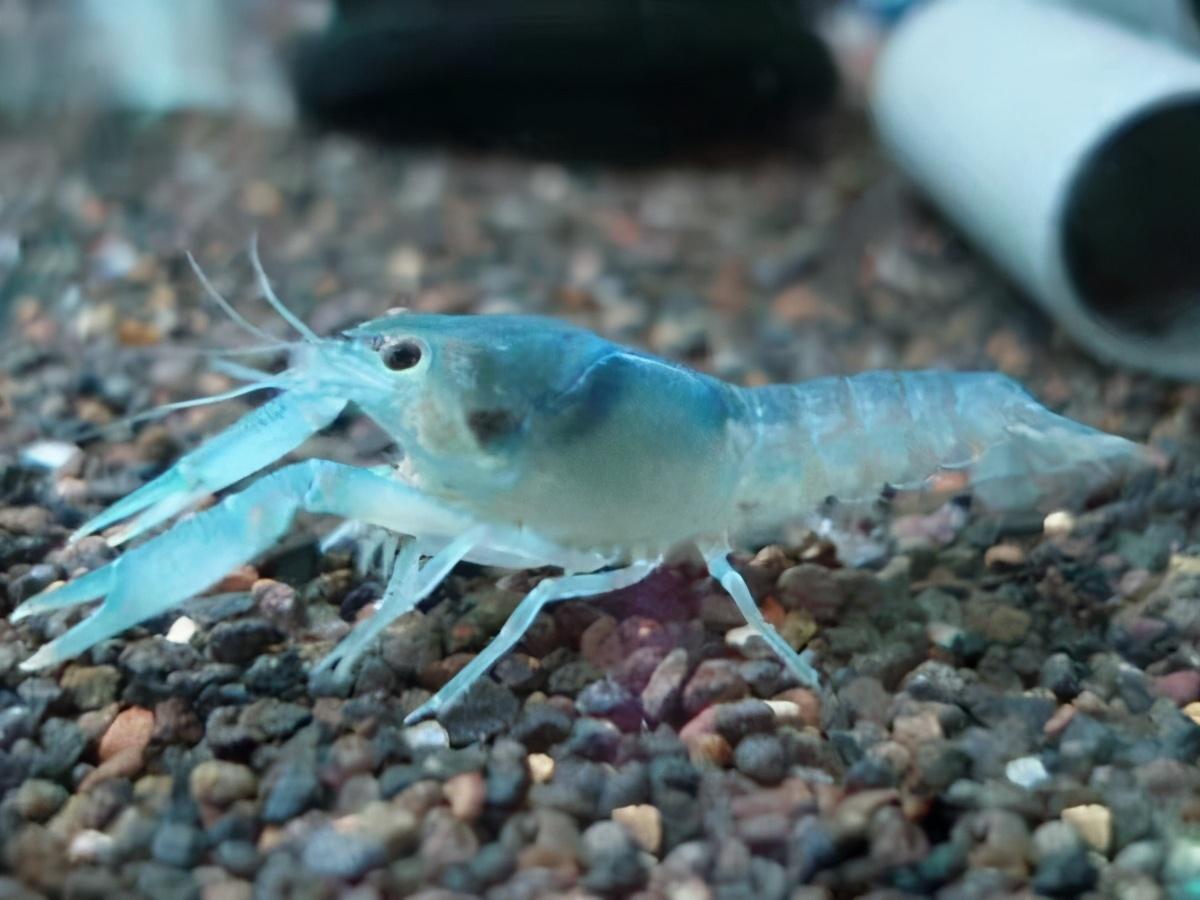 小龙虾鱼混养_观赏龙虾鱼混养小鱼视频_小龙虾跟观赏鱼混养吗