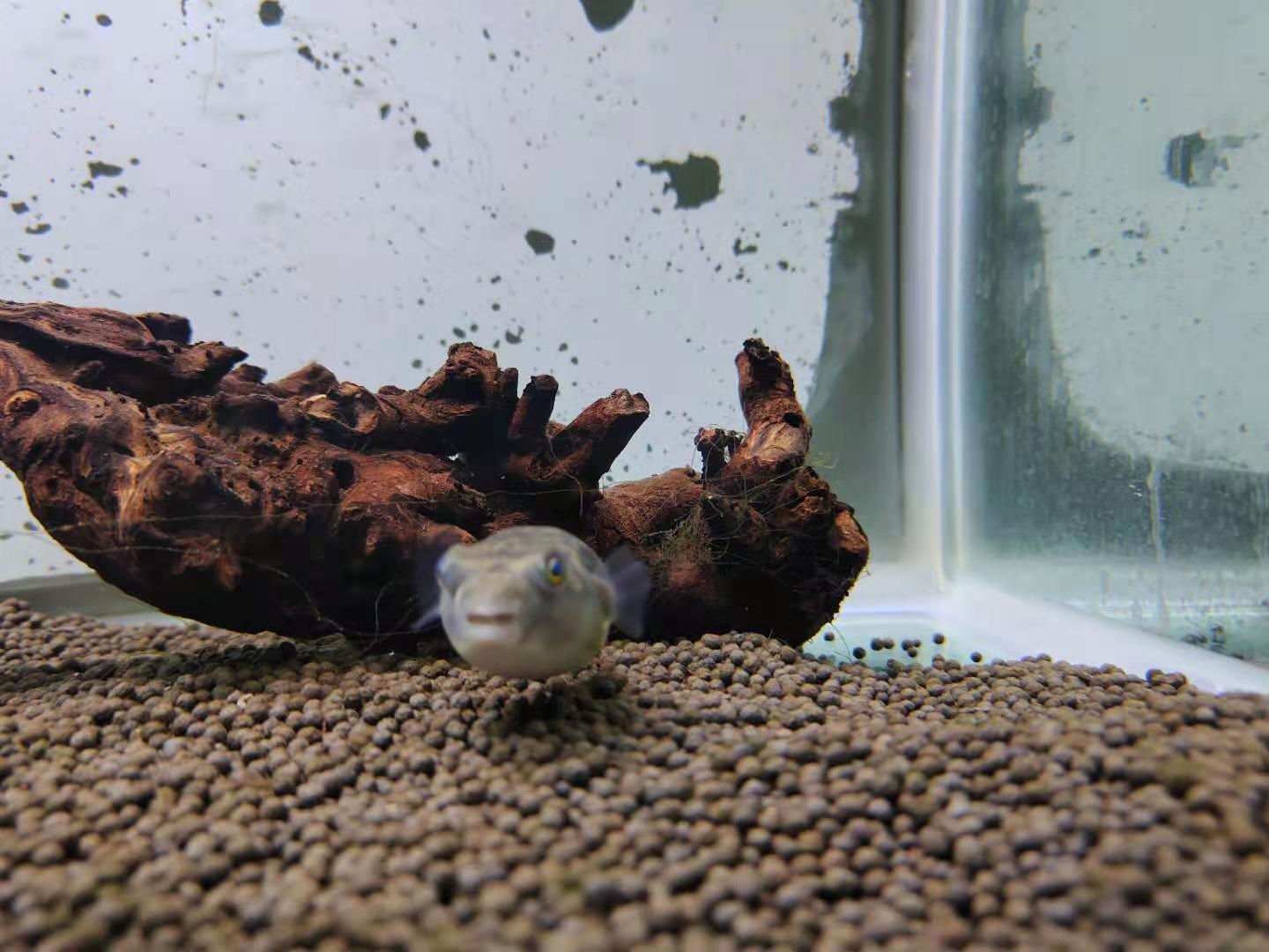 小龙虾跟观赏鱼混养吗_小龙虾鱼混养_观赏龙虾鱼混养小鱼视频