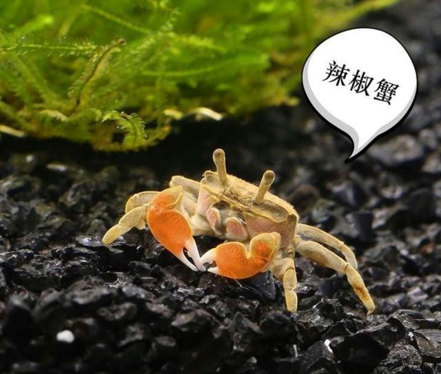小龙虾跟观赏鱼混养吗_龙虾鱼混养_观赏龙虾鱼混养小鱼可以吗