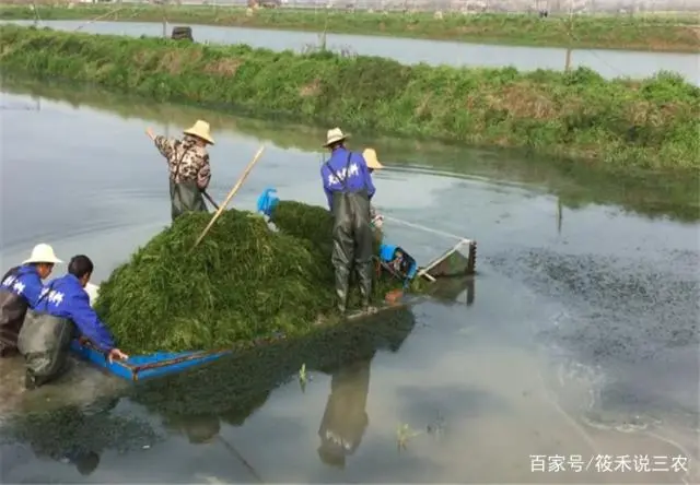 养龙虾的塘怎么挖标准_小龙虾养殖塘怎么挖_养小龙虾塘怎么挖才好