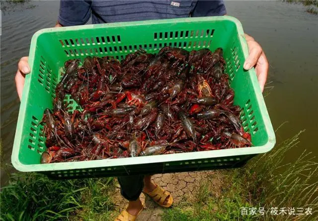 养龙虾的塘怎么挖标准_小龙虾养殖塘怎么挖_养小龙虾塘怎么挖才好