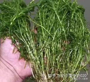 龙虾养殖成本多少_养殖小龙虾一亩的成本_龙虾养殖成本小的原因