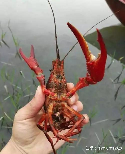 龙虾养殖成本小的原因_龙虾养殖成本多少_养殖小龙虾一亩的成本