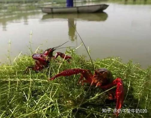 养殖小龙虾一亩的成本_龙虾养殖成本小的原因_龙虾养殖成本多少