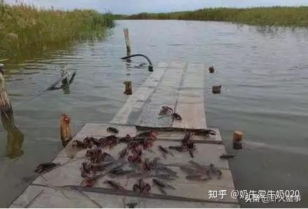 龙虾养殖成本多少_龙虾养殖成本小的原因_养殖小龙虾一亩的成本